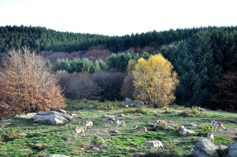 Pack of the European grey wolves in the Animal Park of the Monts de Gueret The Wolves of Chabrières