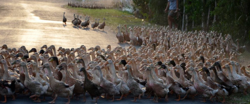  Controversiële Nederlandse vogelgriepstudie krijgt vervolg
