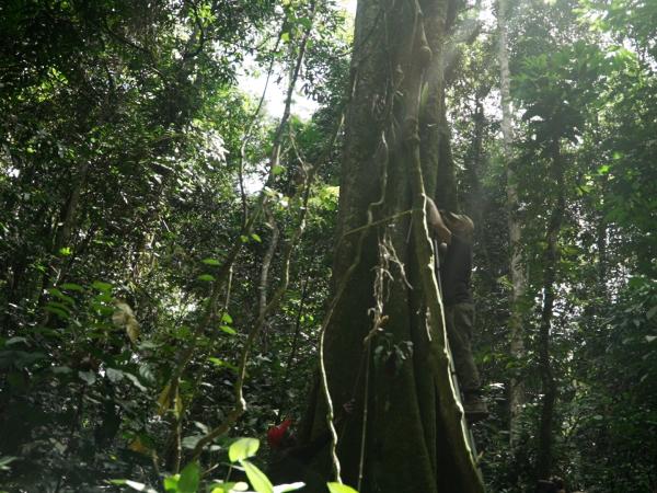 Yangambi: Een klimaat van spanning