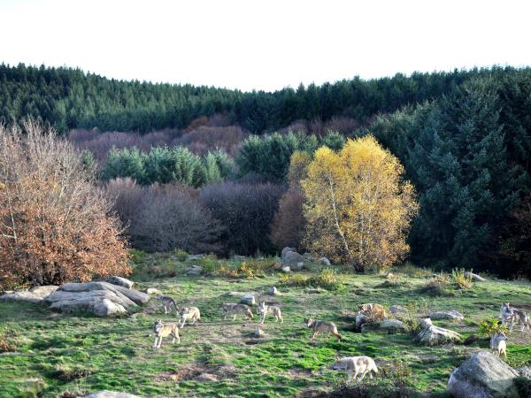 Pack of the European grey wolves in the Animal Park of the Monts de Gueret The Wolves of Chabrières