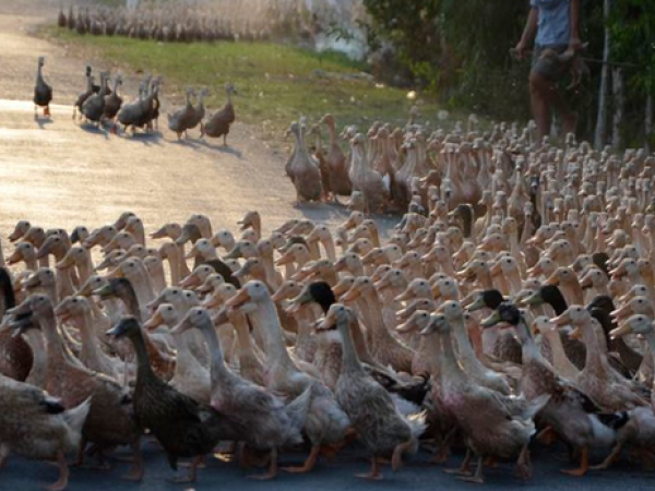  Controversiële Nederlandse vogelgriepstudie krijgt vervolg